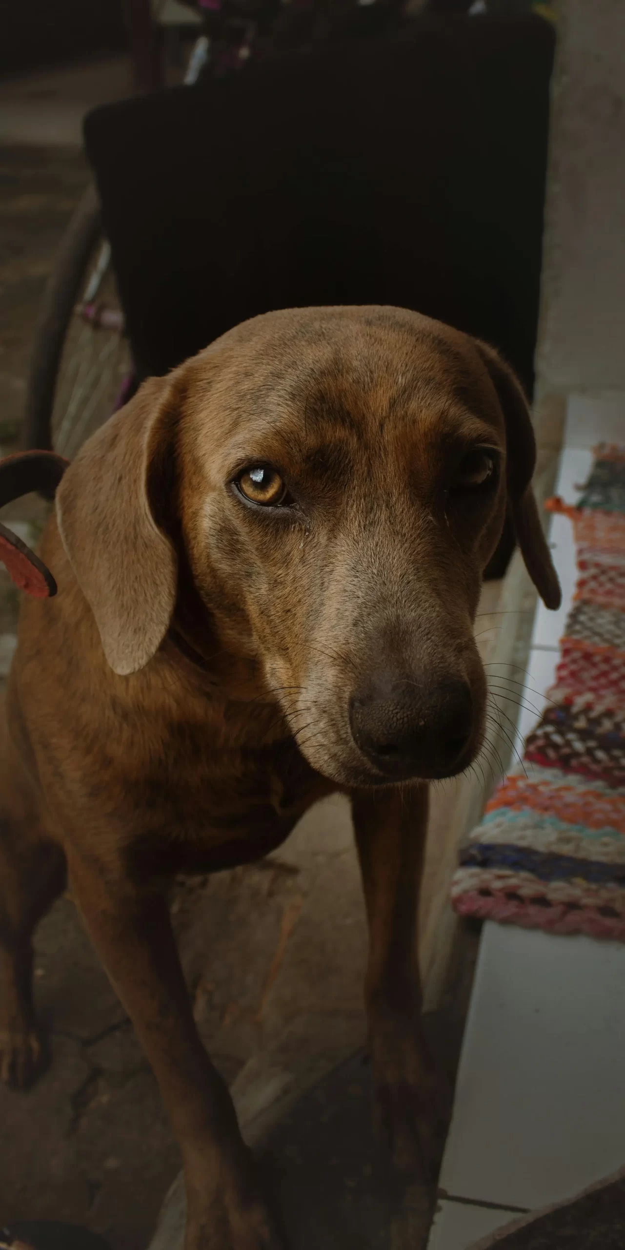 Detailní záběr Plottova chrta zvědavě hledícího v interiéru.