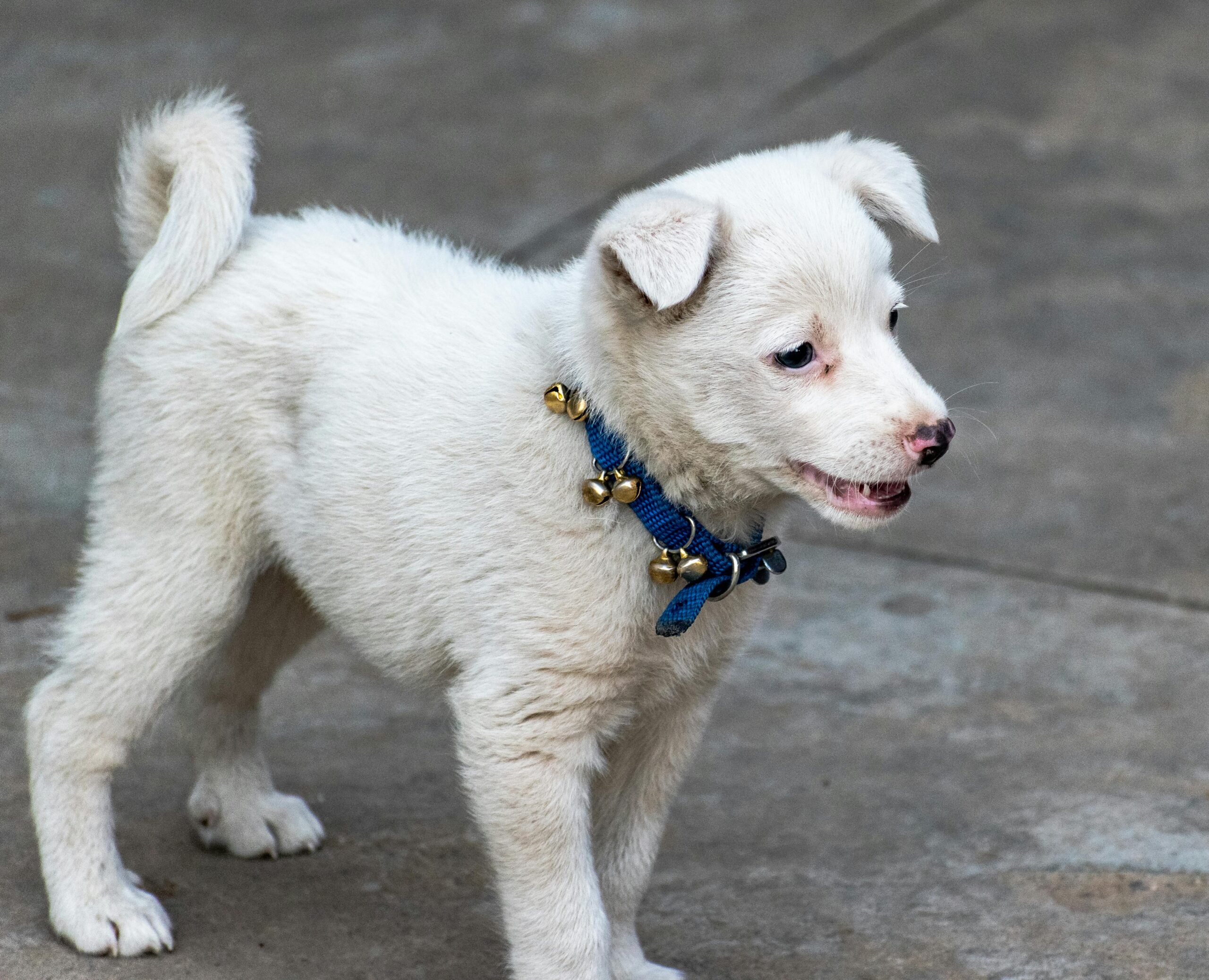 Bílé štěně s modrým obojkem na chodníku