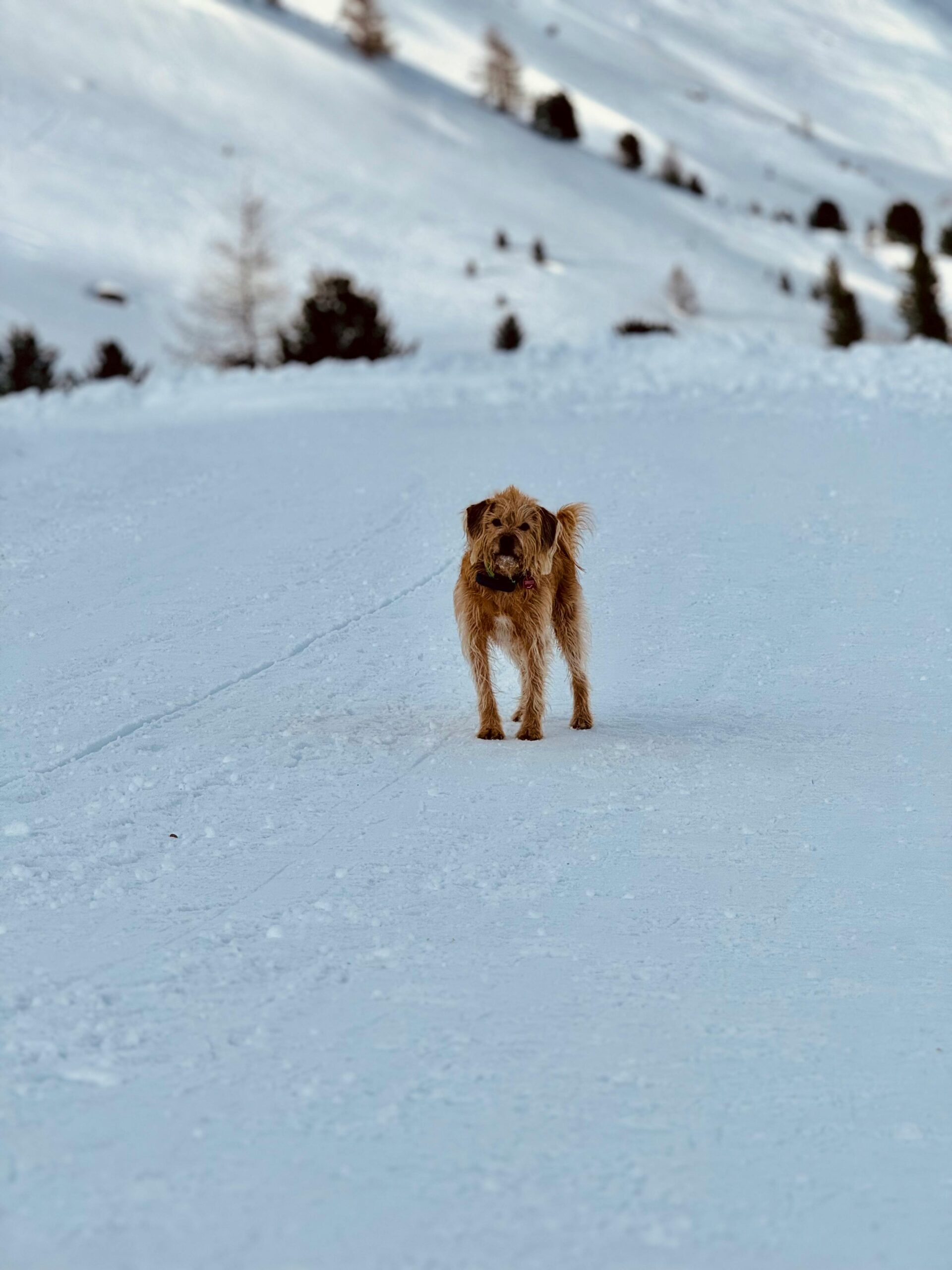 Pes stojí na zasněžené stezce v horách Maso Corto, Itálie