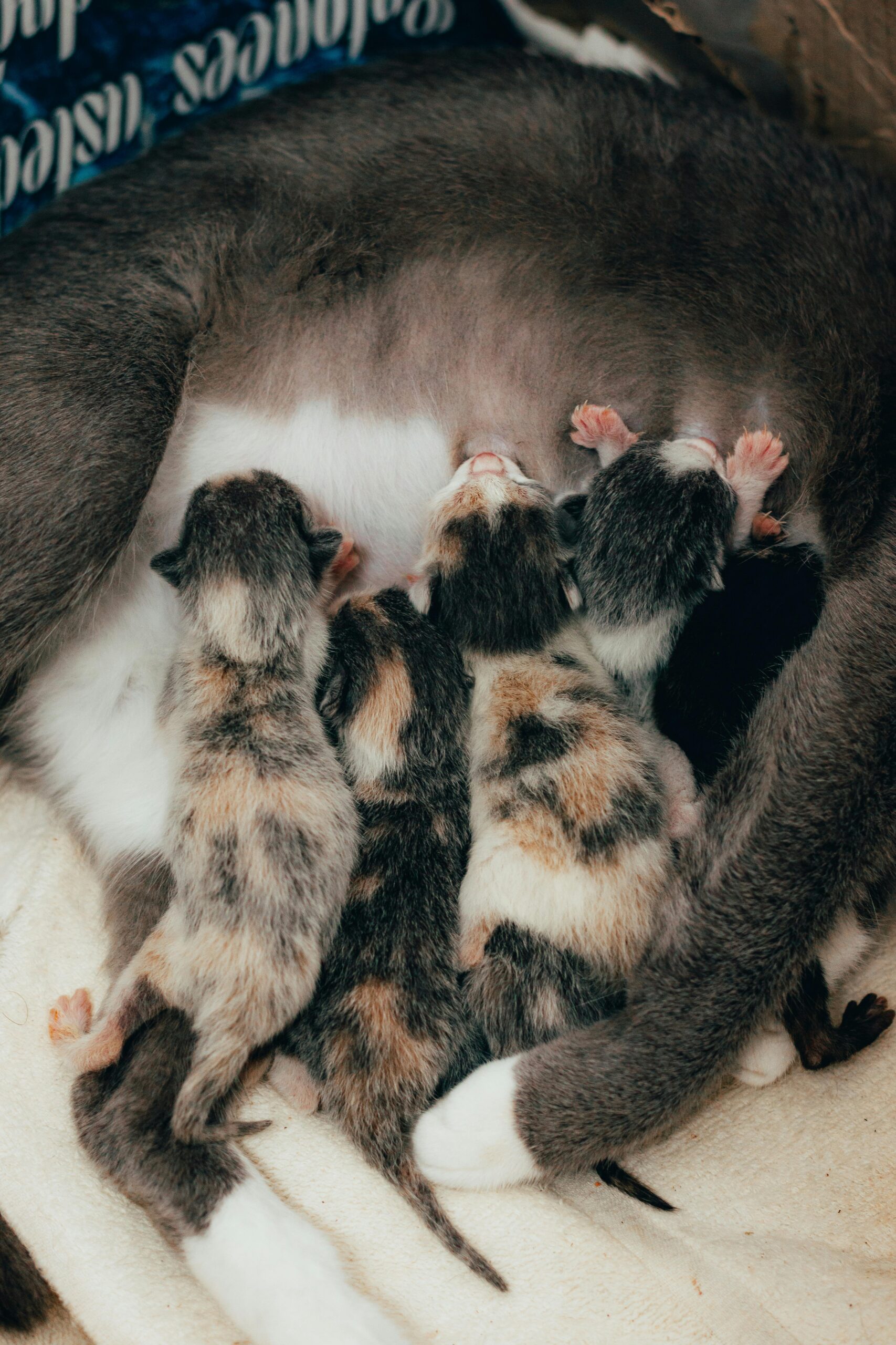 Rozkošná novorozená koťata sající od své matky kočky, detailní záběr.
