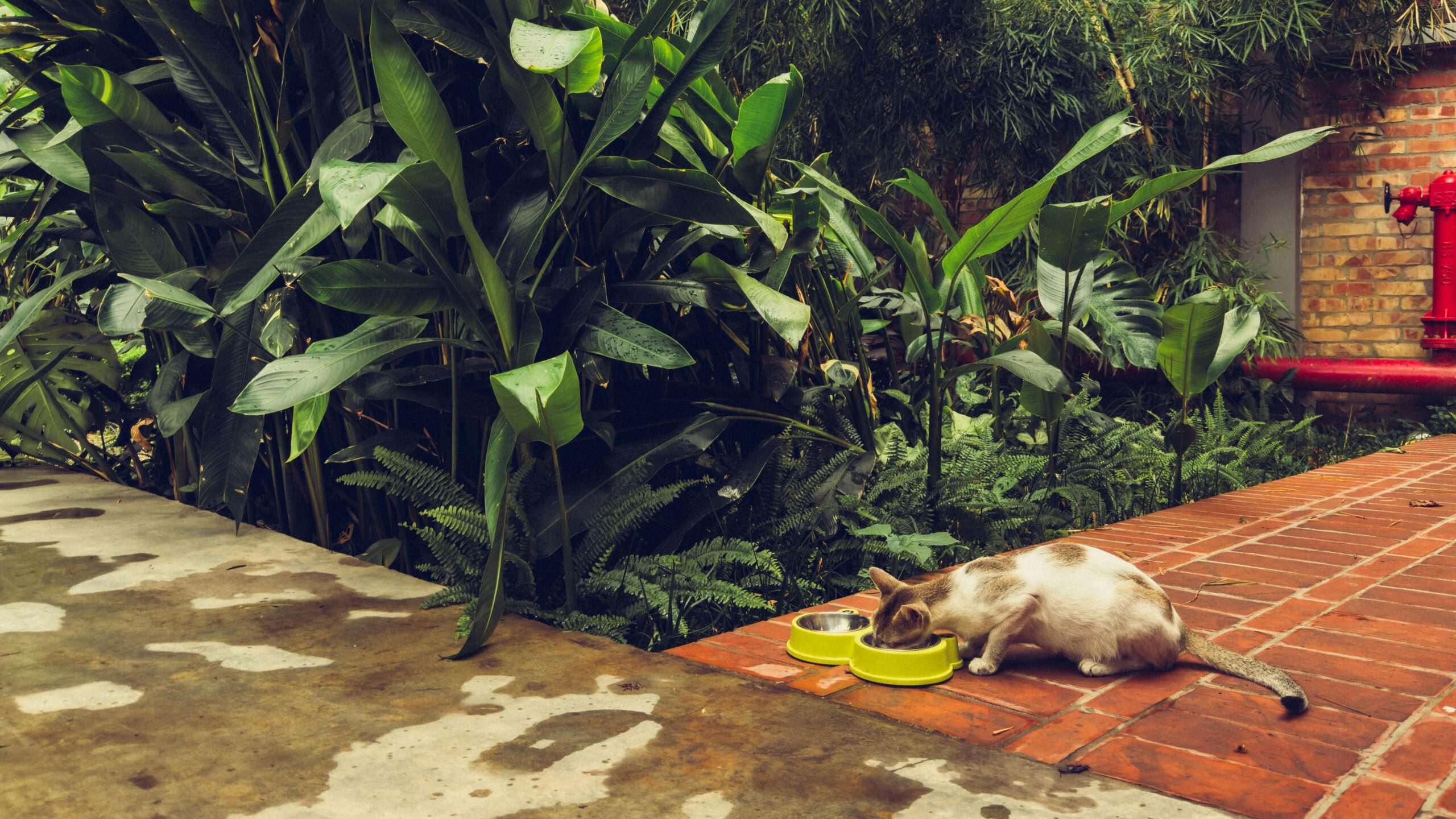 Kočka jí z misky v zahradě.