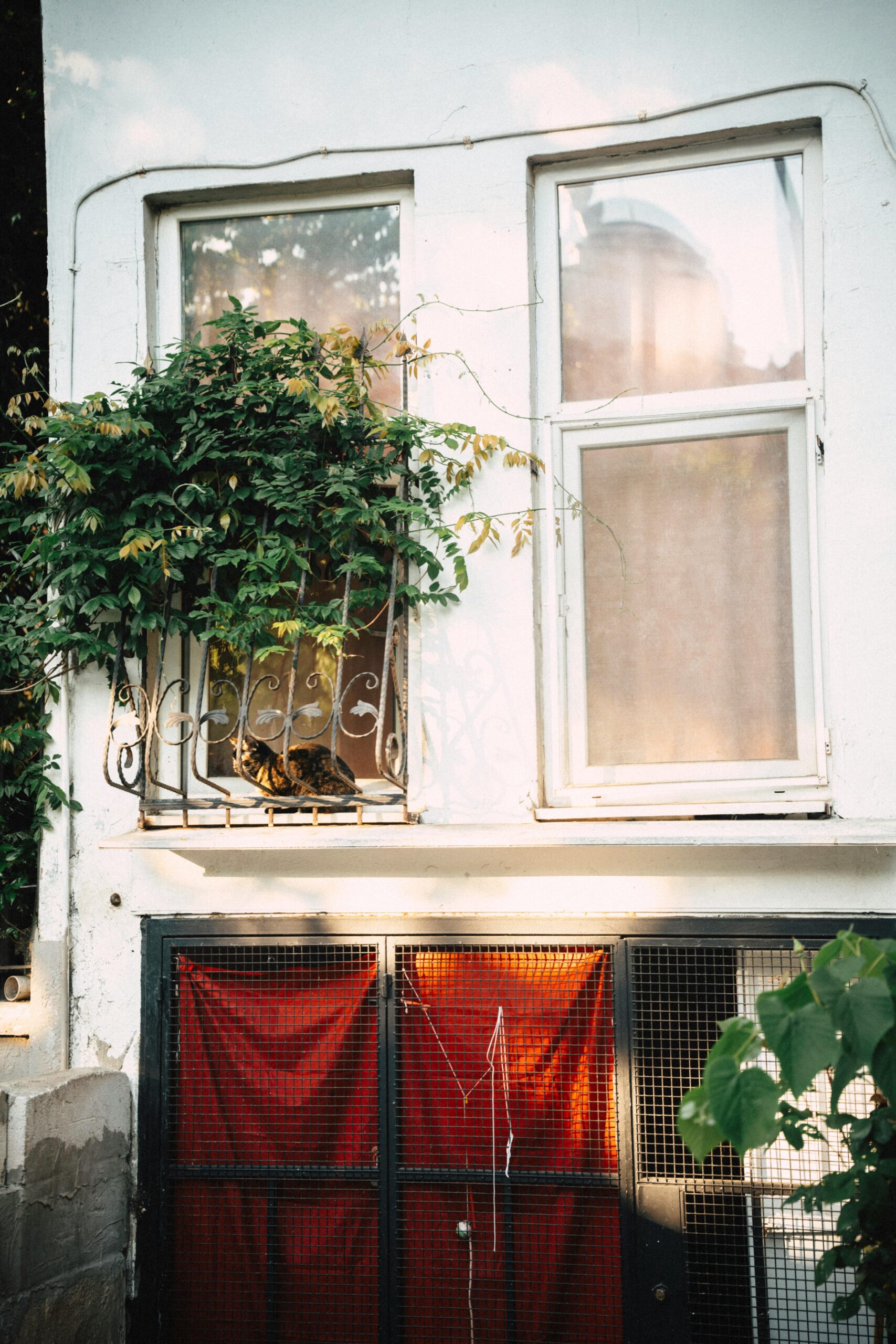 Kočky na okenním parapetu rustikálního domu