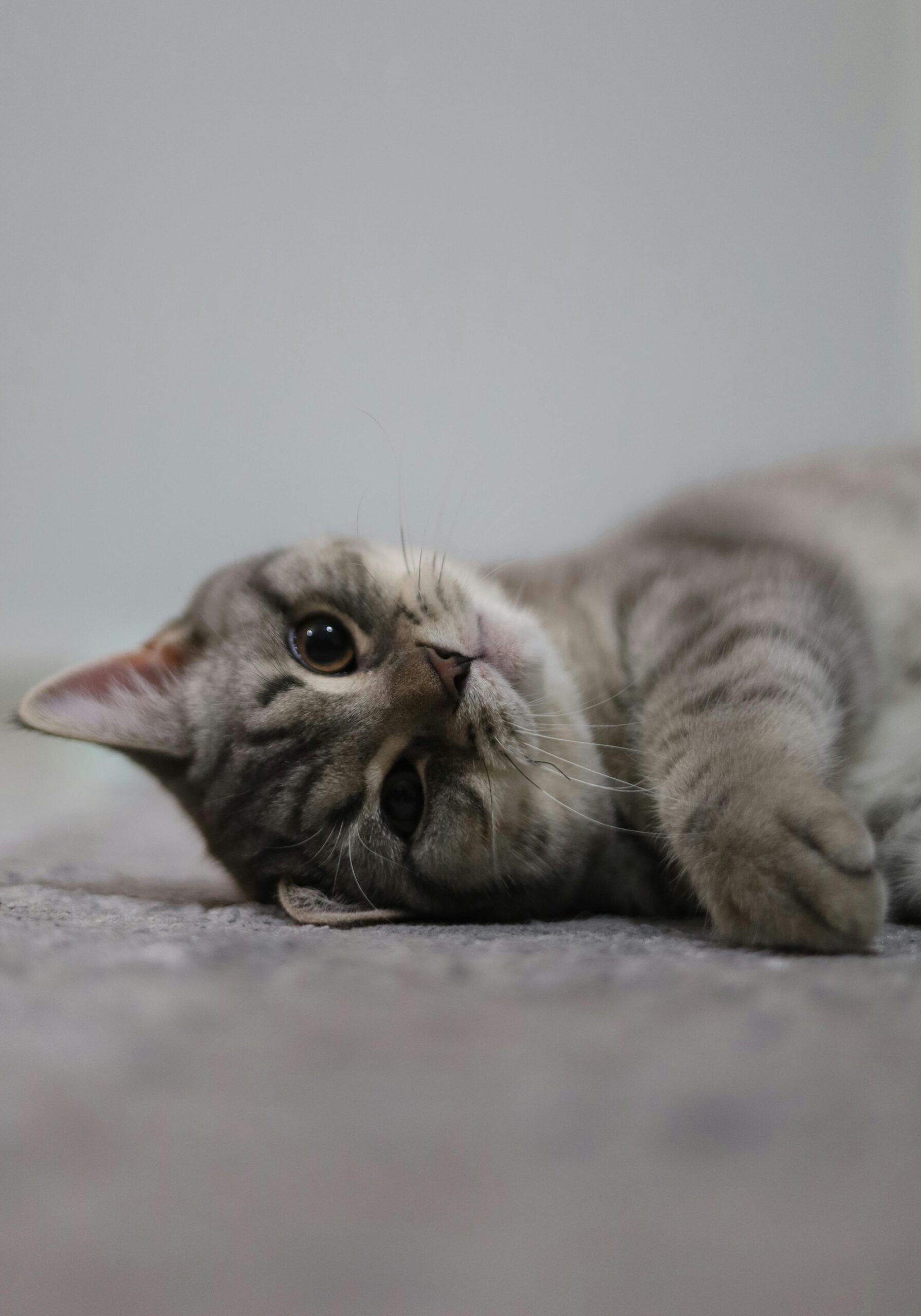 Rozkošná britská krátkosrstá kočka ležící na podlaze.