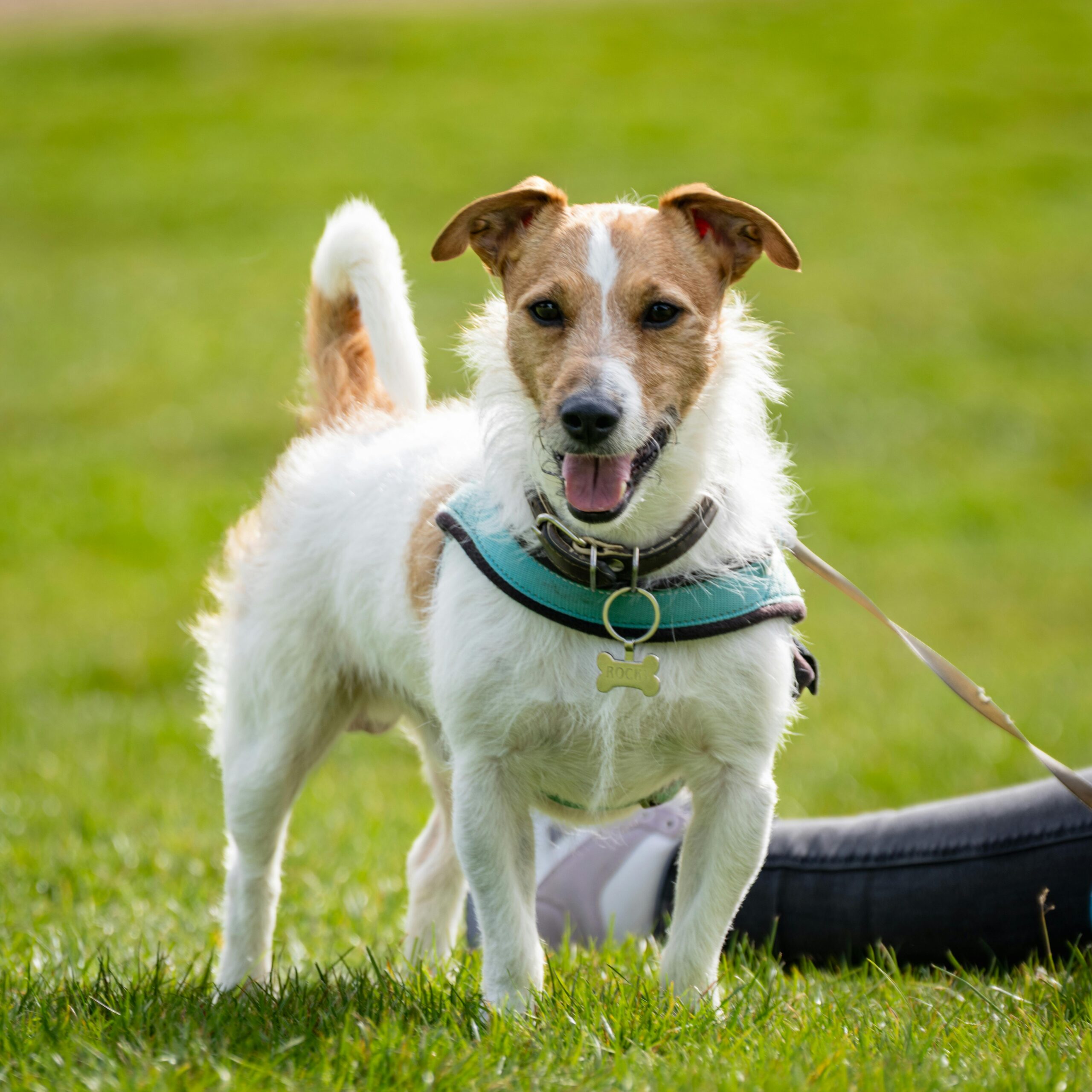 Energický Jack Russell teriér si užívá slunečný park