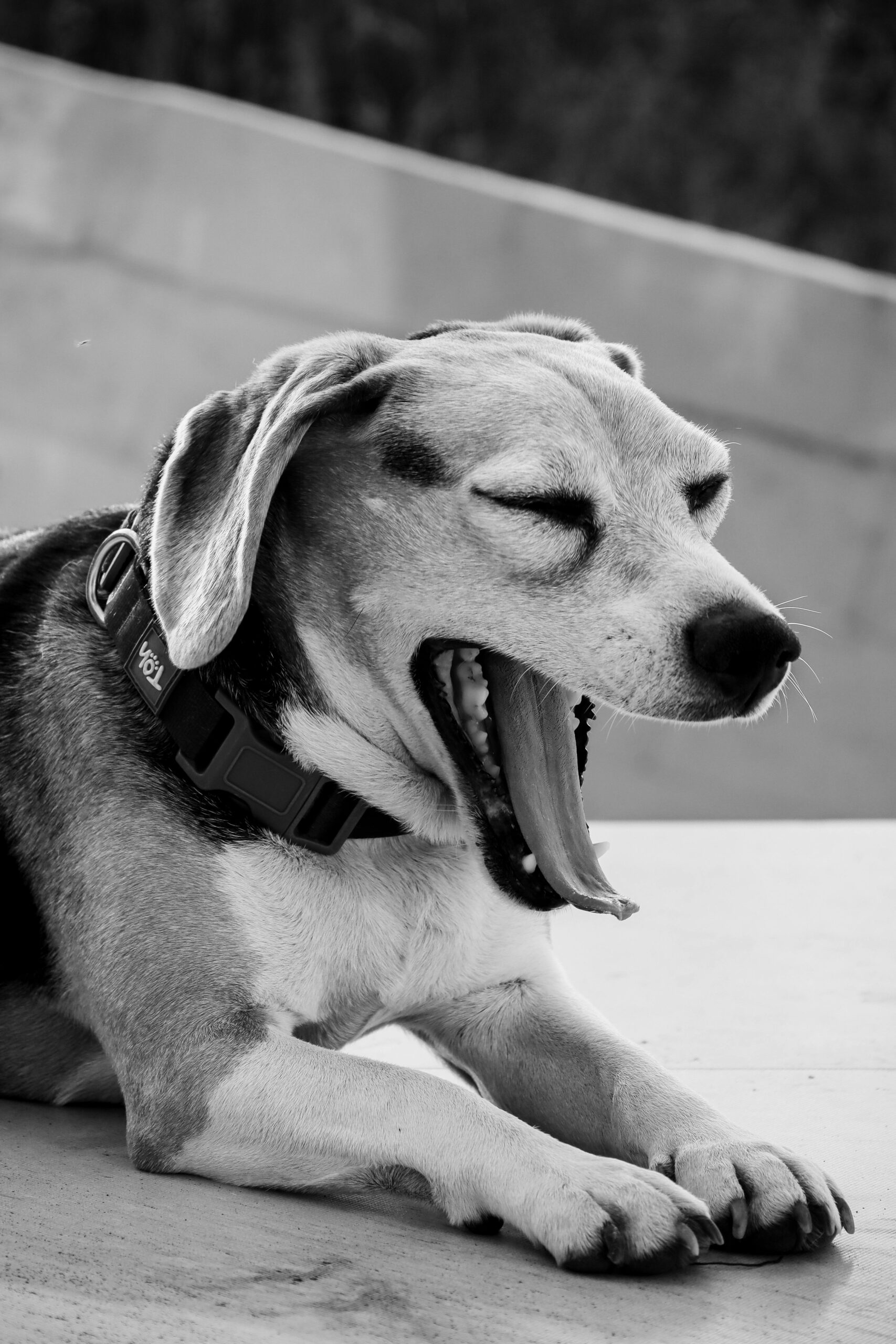 Pes odpočívající doma