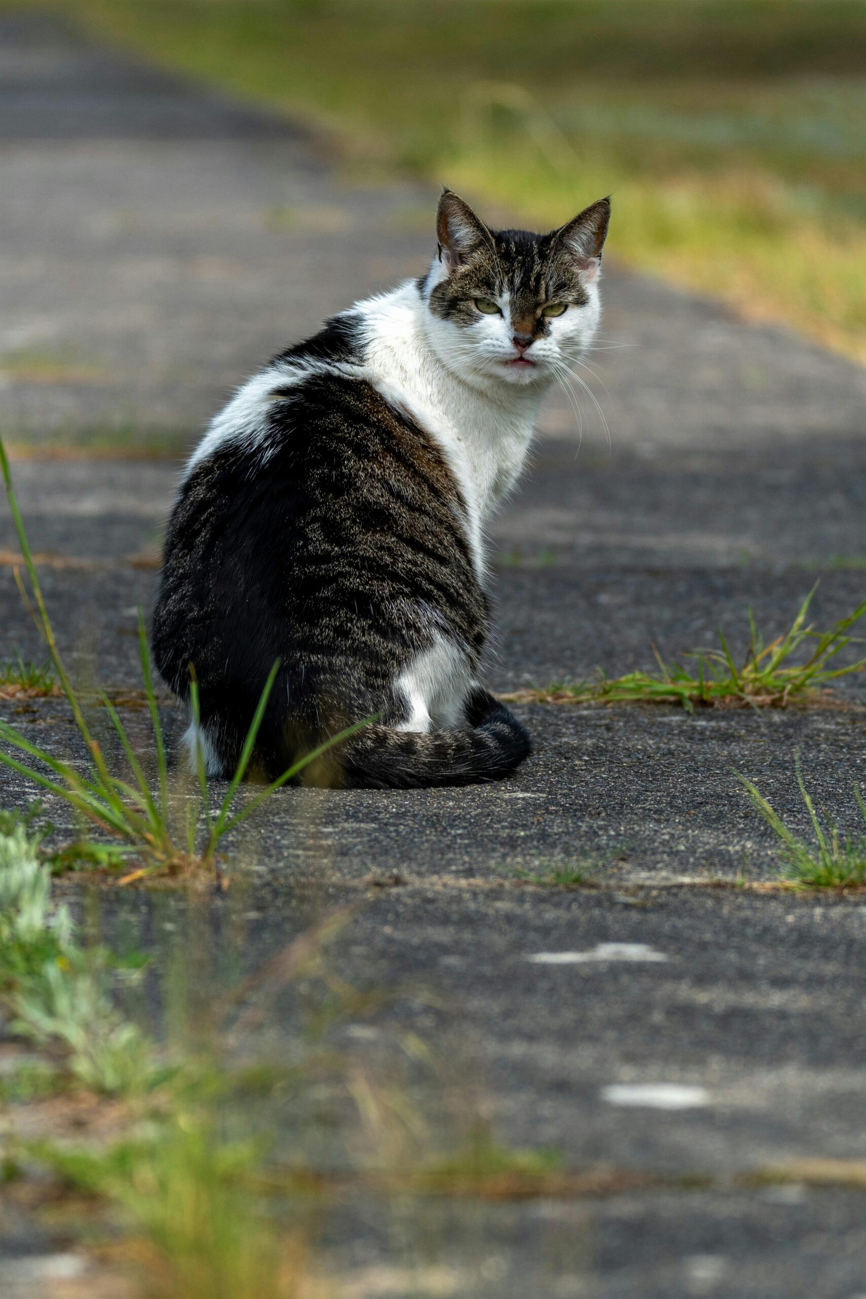 Mourovatá kočka sedící na cestě v zeleni