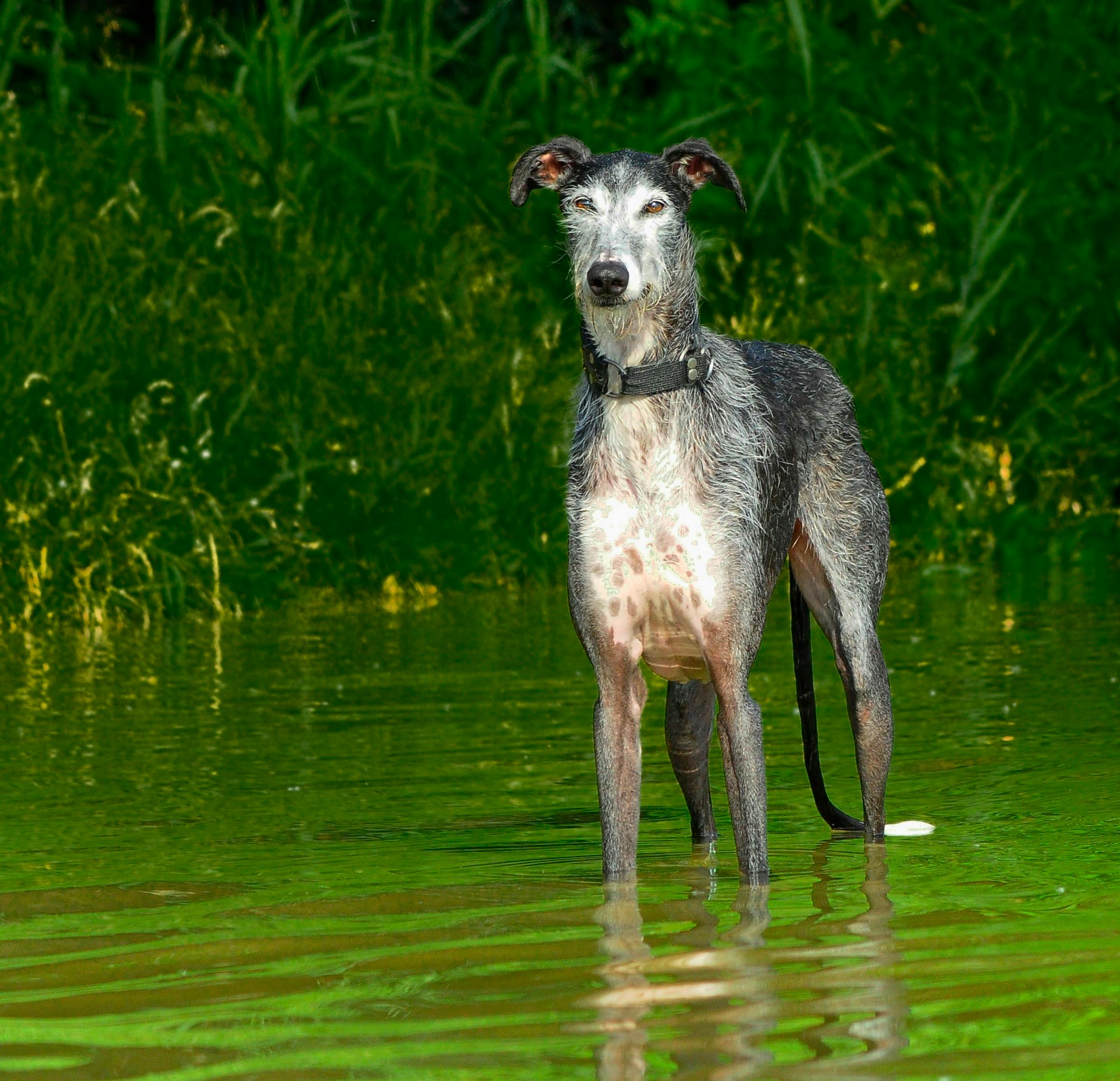 Elegantní pes stojící v klidné pozici, připravený na měření.
