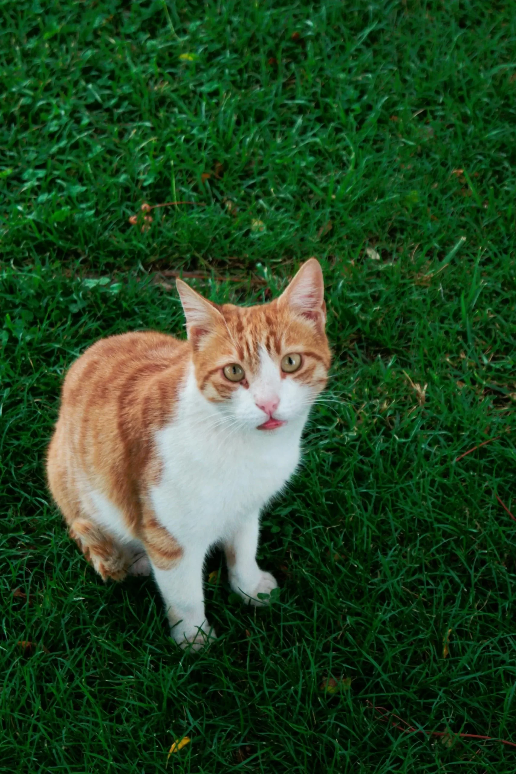 Roztomilá oranžovo-bílá kočka hravě sedící na trávě.
