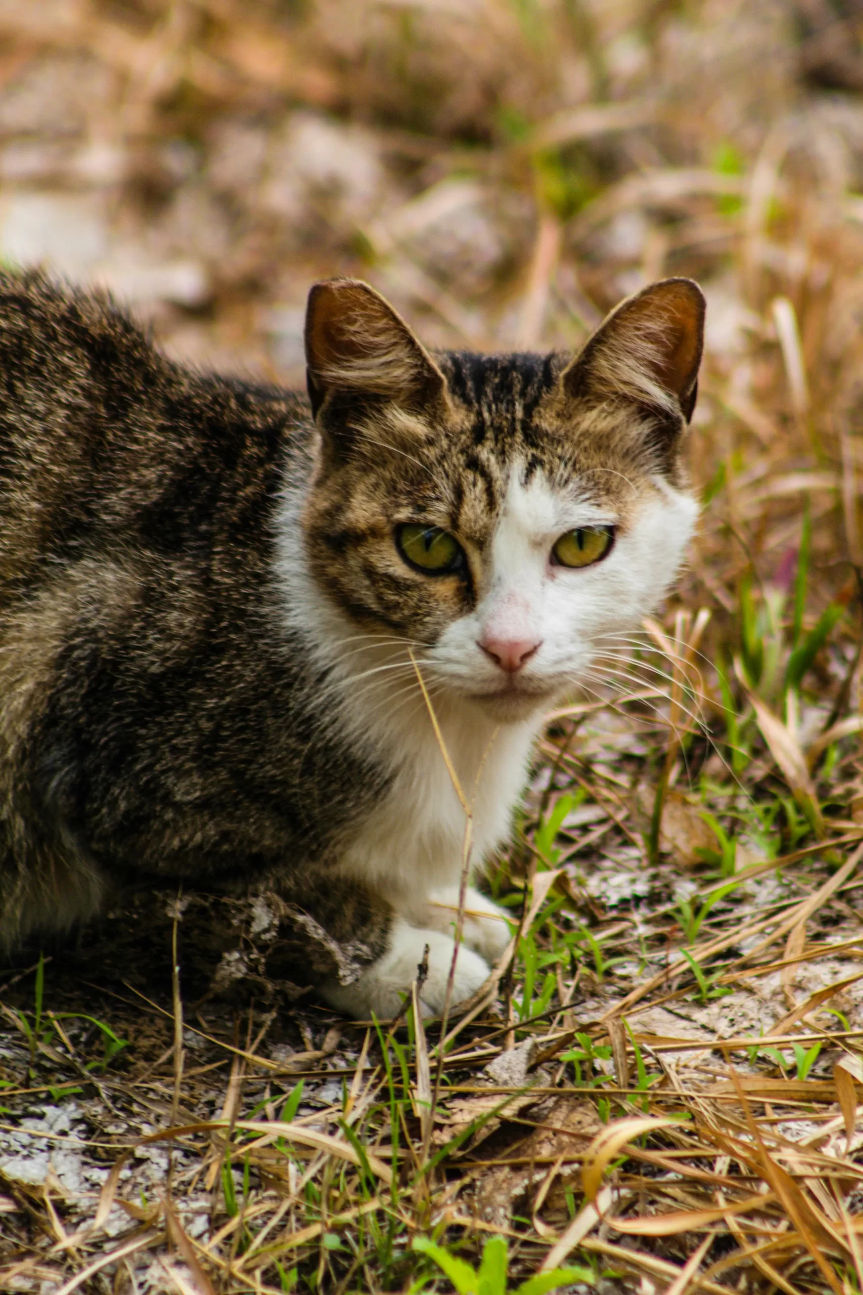 Ostražitá mourovatá kočka ve venkovním prostředí