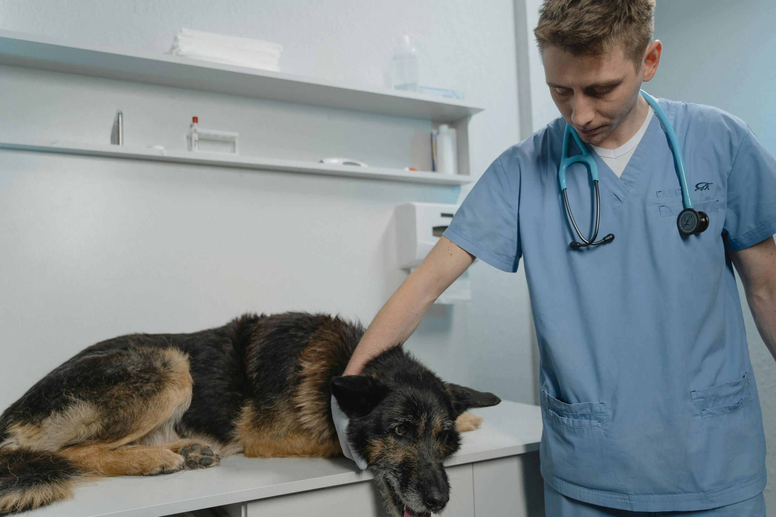 Veterinář vyšetřuje německého ovčáka na klinice