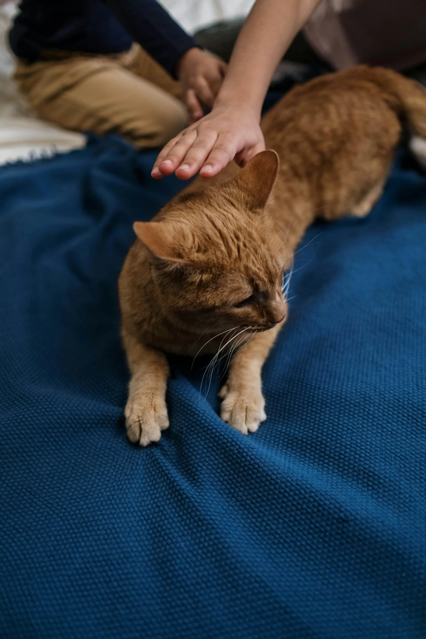 Ruka hladící zrzavou kočku na modré dece, ilustrující jemnou interakci.